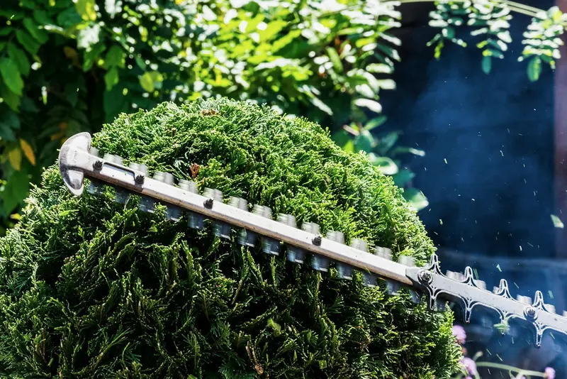 Heckenschere beim Formschnitt einer runden Thuja-Hecke