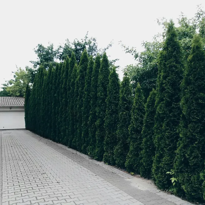 Sauber gepflasterte Einfahrt entlang einer hohen, gepflegten Thuja-Hecke